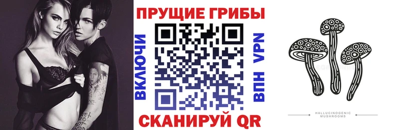 darknet как зайти  Железногорск-Илимский  Псилоцибиновые грибы Psilocybe 